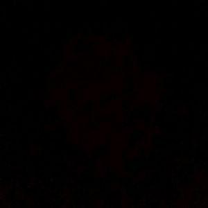 Meet your Posher, Tonya